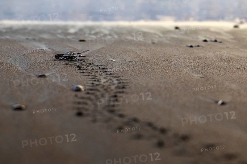 Young olive ridley sea turtle
