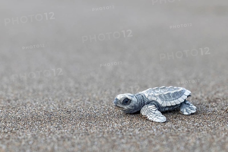 Young olive ridley sea turtle