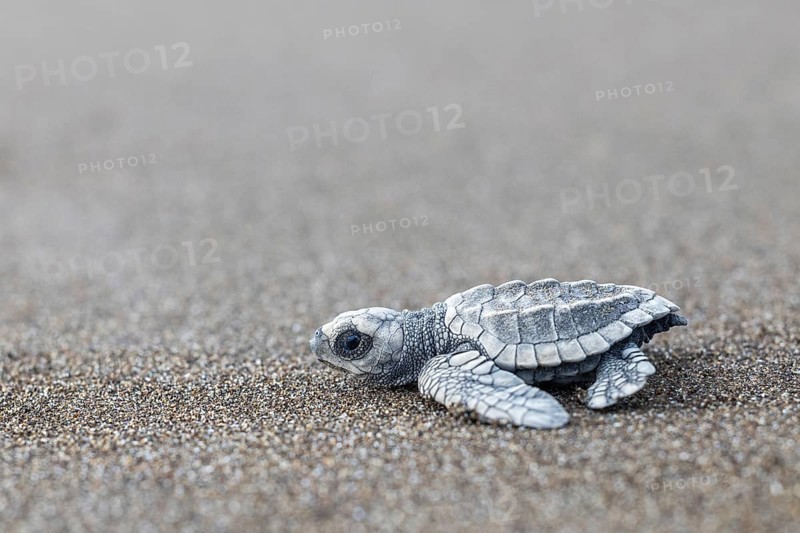 Young olive ridley sea turtle
