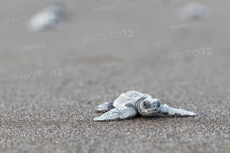 Young olive ridley sea turtle