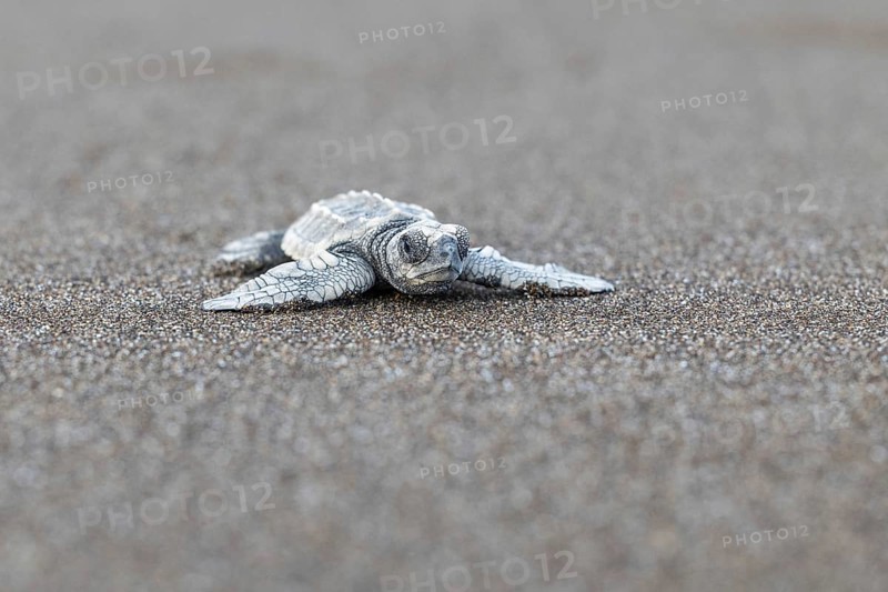 Young olive ridley sea turtle