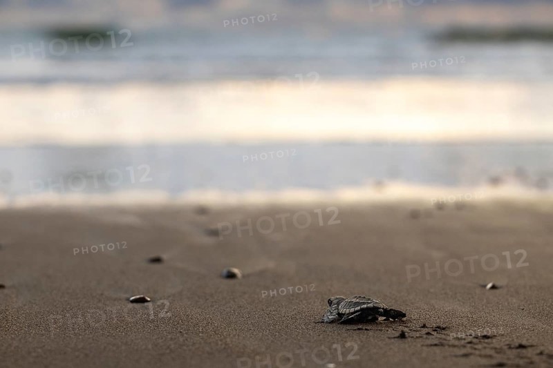 Young olive ridley sea turtles