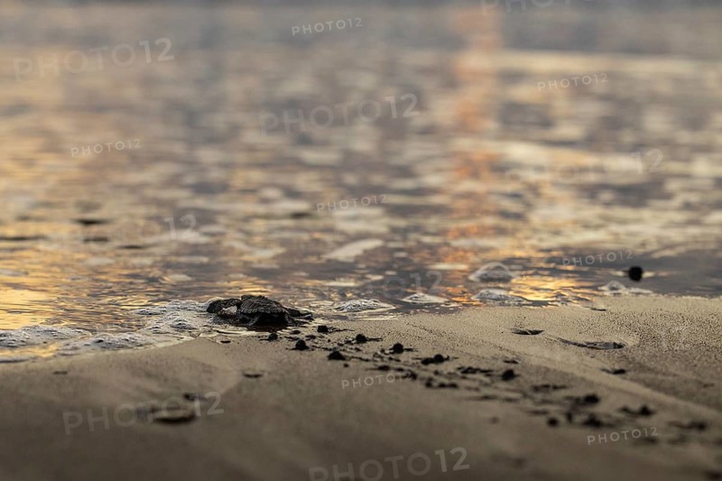 Young olive ridley sea turtles