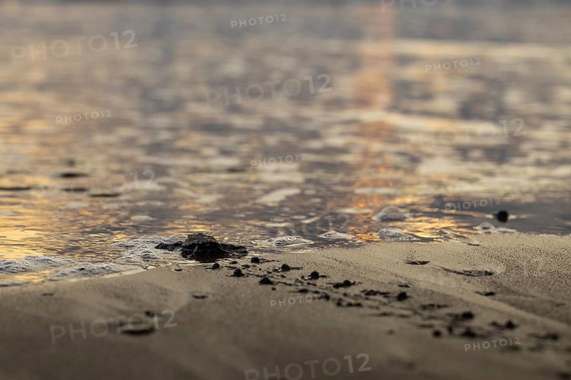 Young olive ridley sea turtles