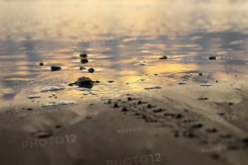 Young olive ridley sea turtles