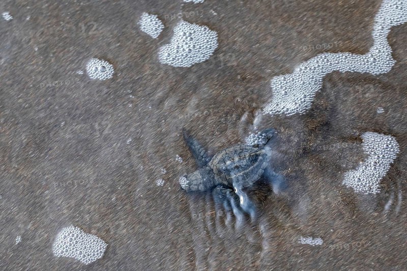 Young olive ridley sea turtles