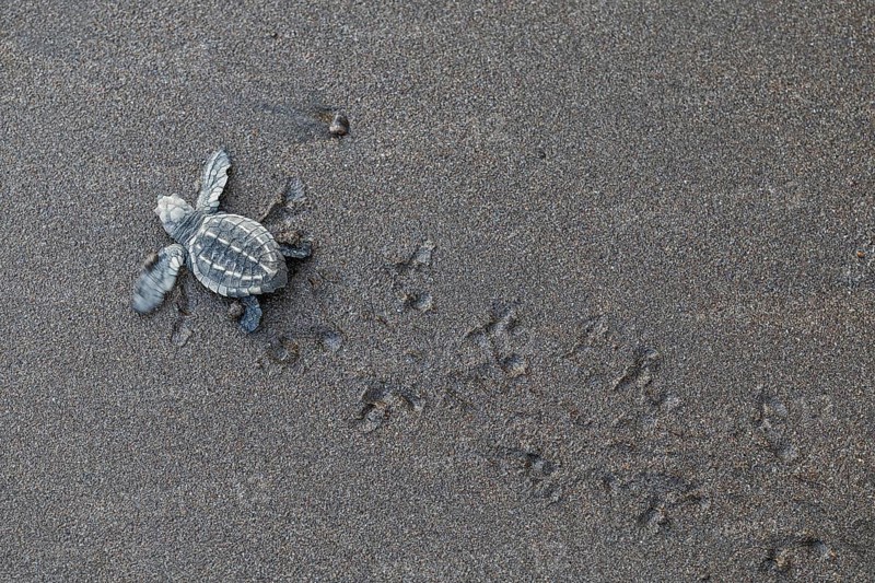 Young olive ridley sea turtles