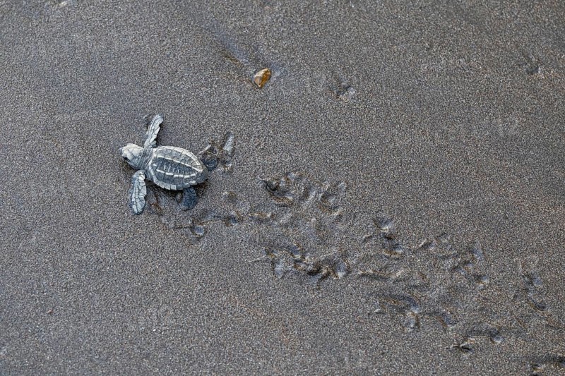 Young olive ridley sea turtles