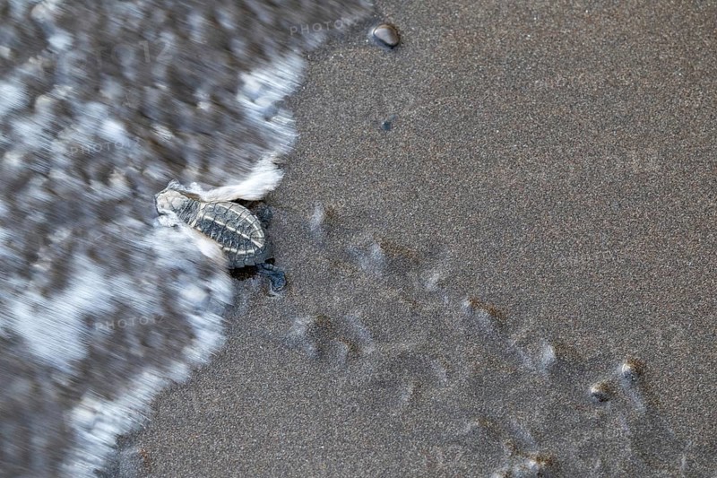 Young olive ridley sea turtles