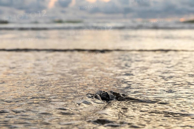 Young olive ridley sea turtle