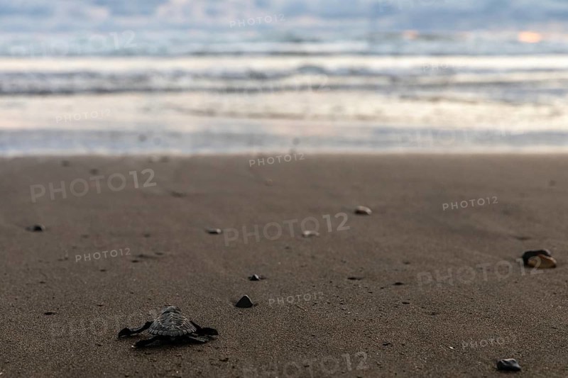 Young olive ridley sea turtle