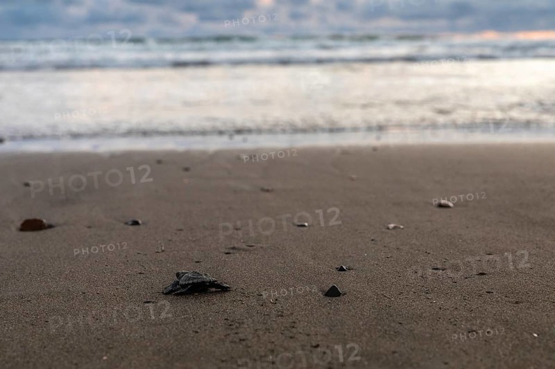 Young olive ridley sea turtle