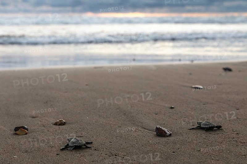 Young olive ridley sea turtle