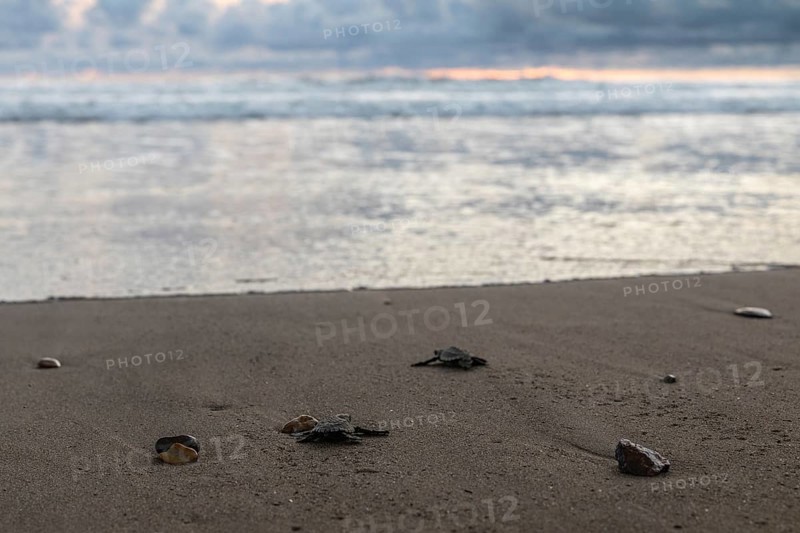 Young olive ridley sea turtle