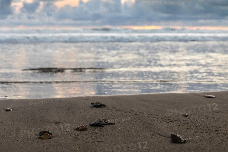 Young olive ridley sea turtle