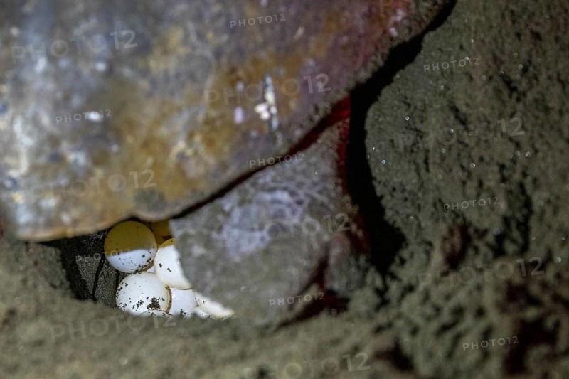 Female olive ridley sea turtles