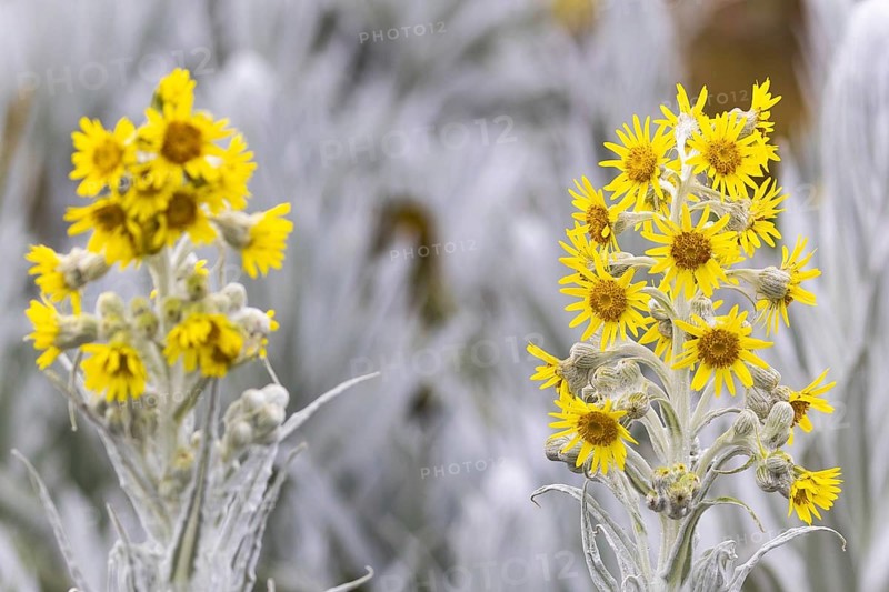 Senecio Niveoaureus