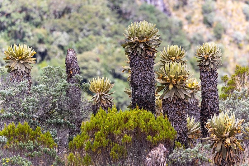 Frailejones