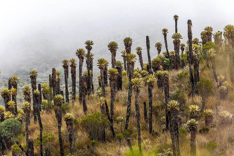 Frailejones