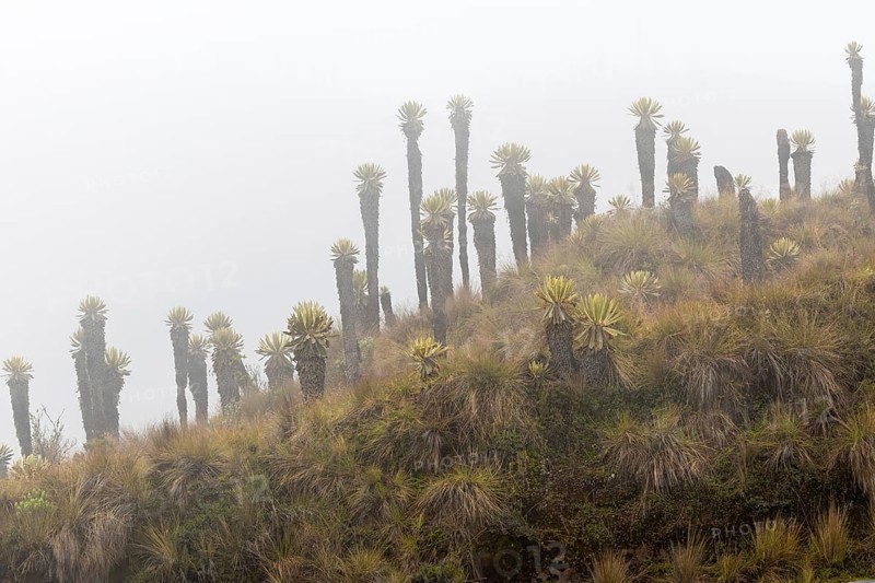 Frailejones