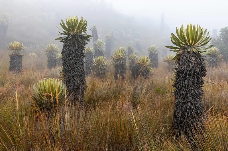 Frailejones