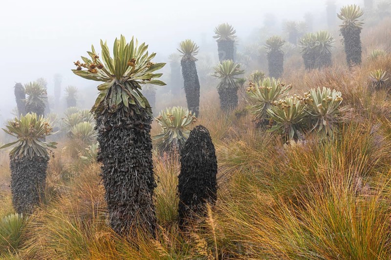 Frailejones