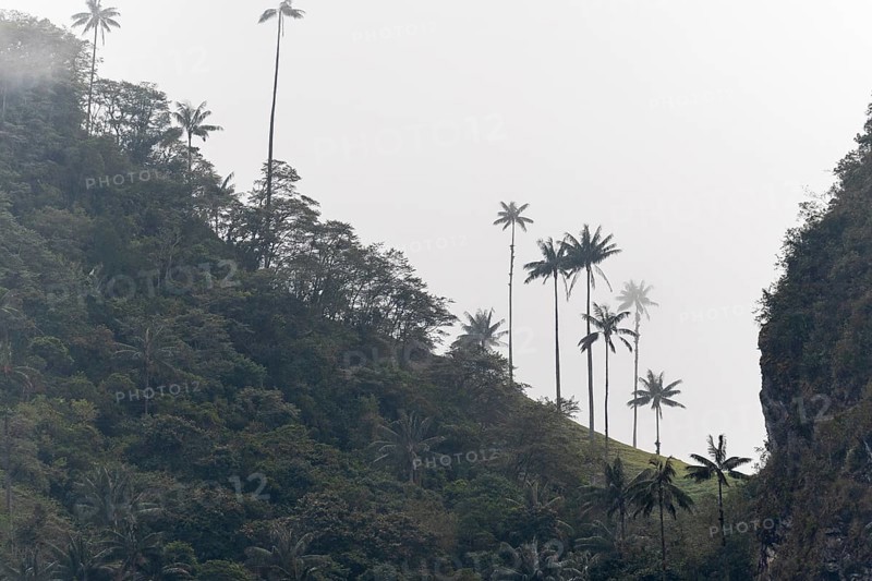 Group of wax palms