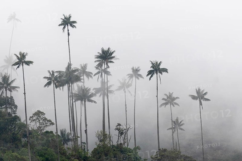 Group of wax palms