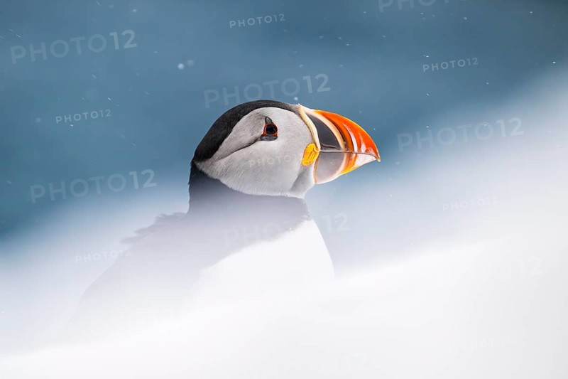 Puffin