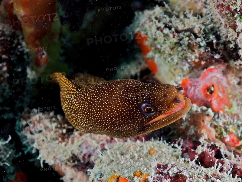 Golden-tailed moray eel
