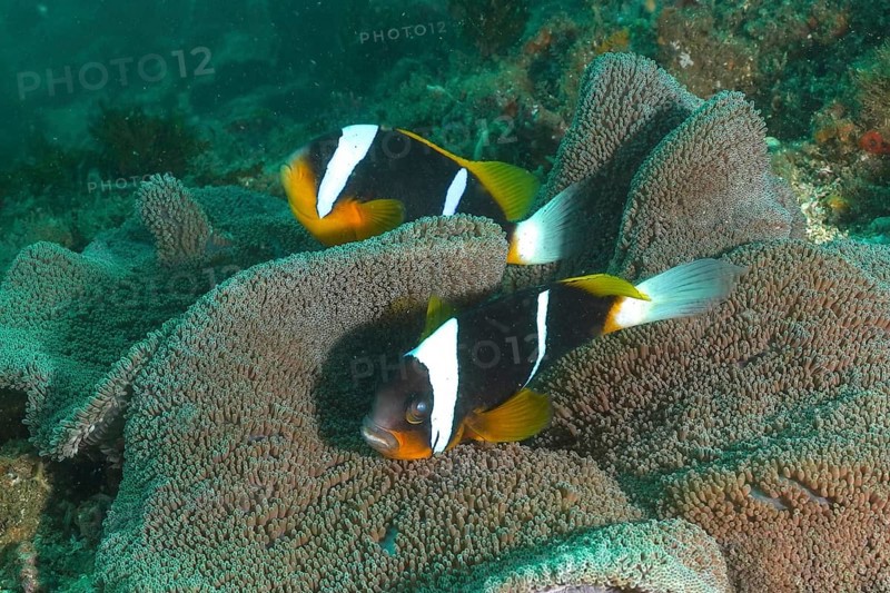 A pair of Allard's anemonefish