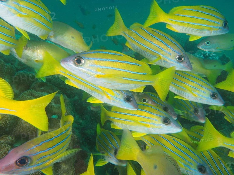 Shoal