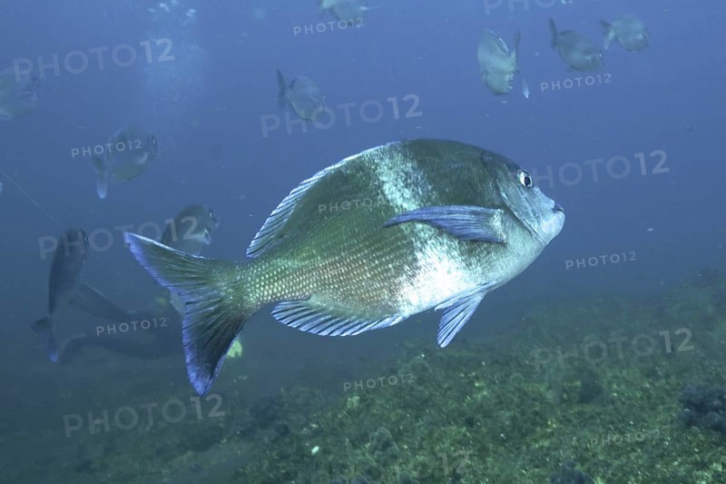 Bronze bream