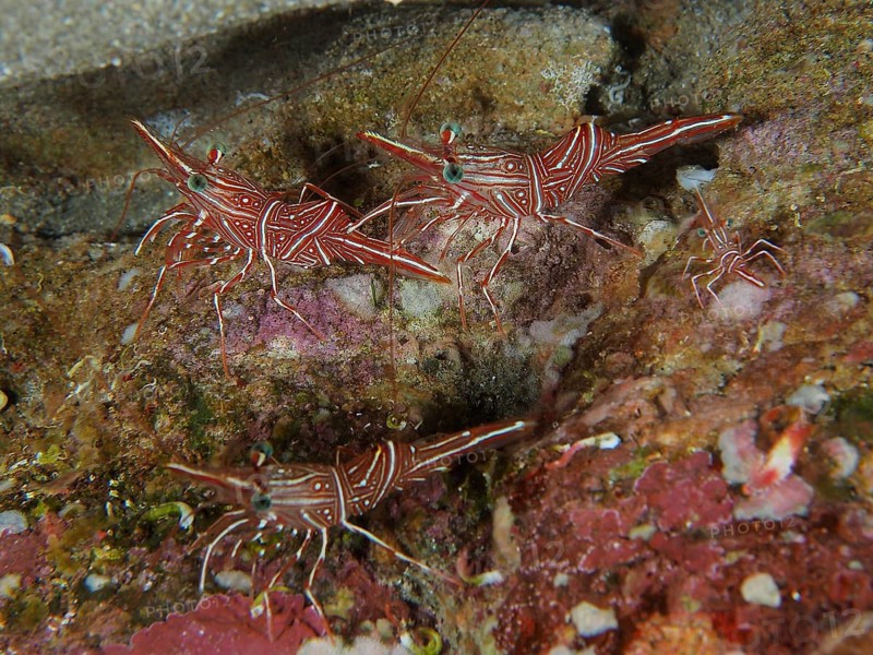Group of camel shrimp