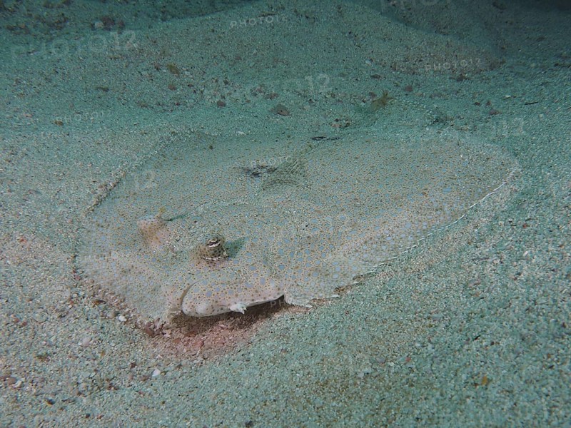 Well camouflaged peacock flounder