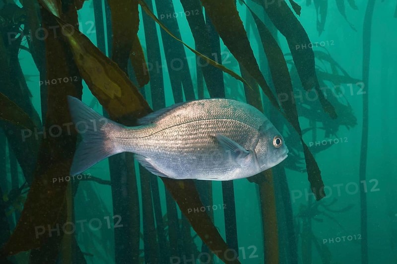 Hottentot bream