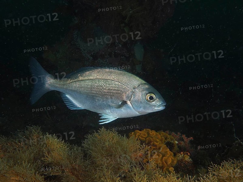 Hottentot bream
