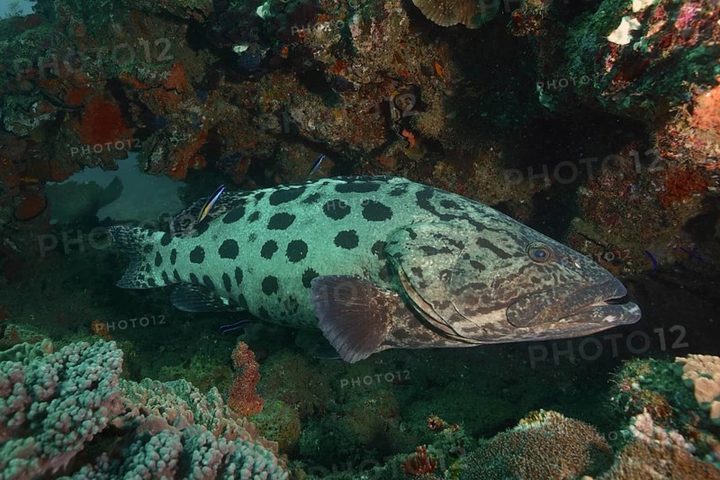 Potato grouper