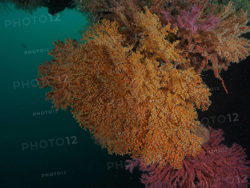 Knot coral