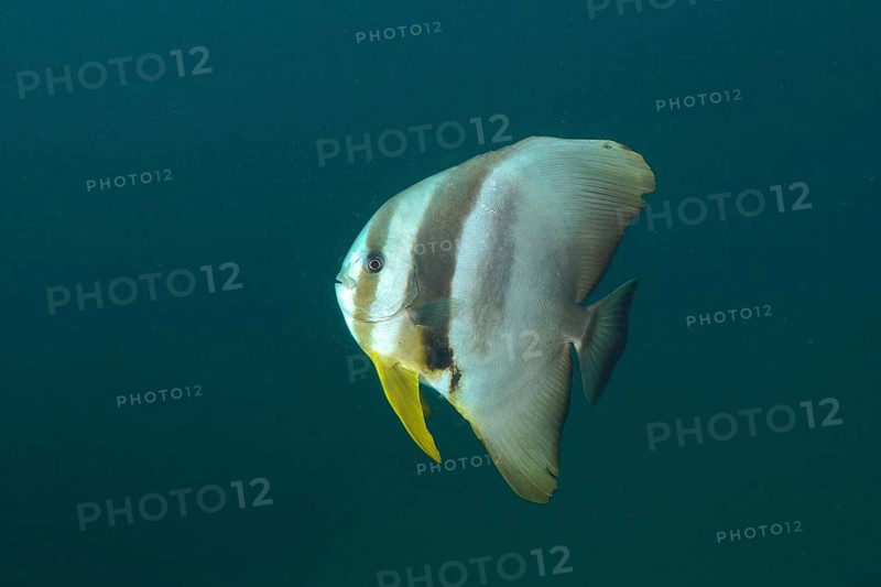 Longfin batfish