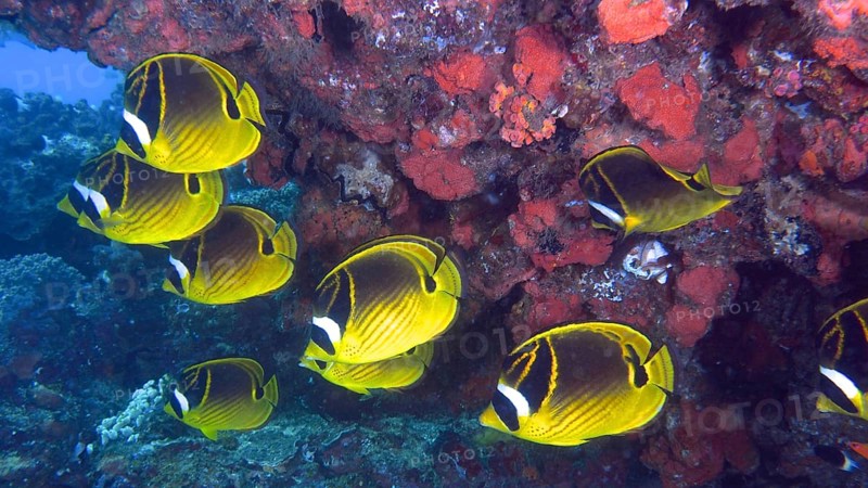Group of raccoon butterflyfish