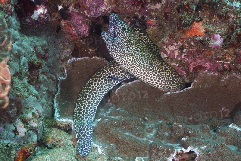 Laced moray