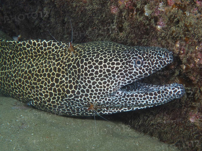 A net moray