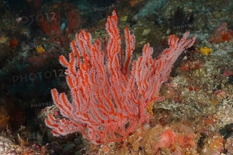 Red palmate sea fan
