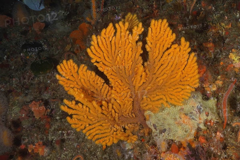 Yellow Palmate Sea Fan