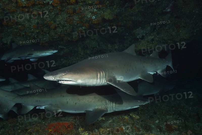 Group of sand tiger shark