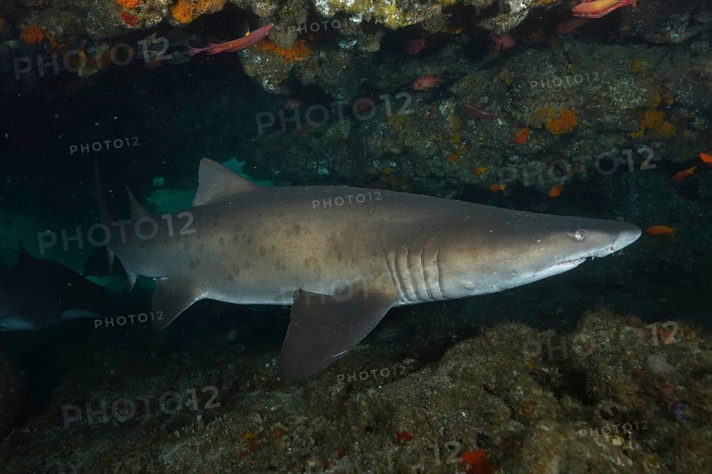 Sand tiger shark