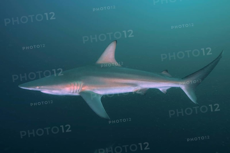 Blacktip shark