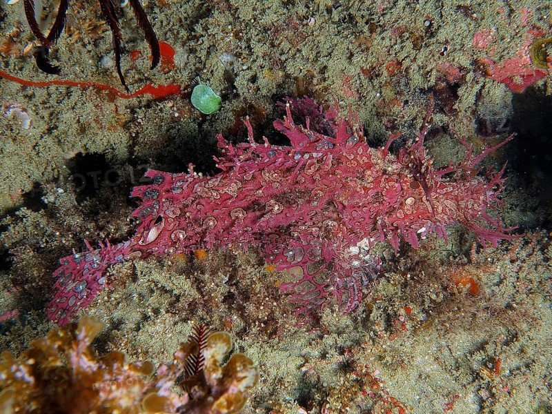 Popeyed scorpionfish