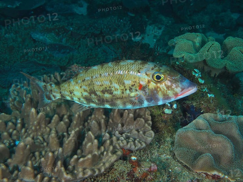 Cheek spot snapper